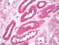 EIF3G Antibody (aa200-250)